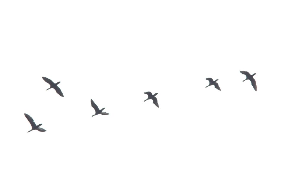Double-crested Cormorants, flyover during rainstorm, Kentwood, MI, April 18, 2013
