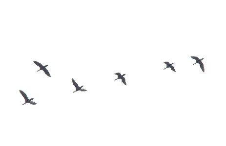 Double-crested Cormorants, flyover during rainstorm, Kentwood, MI, April 18, 2013
