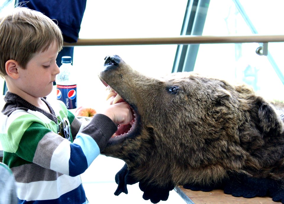 Boy and Bear Head