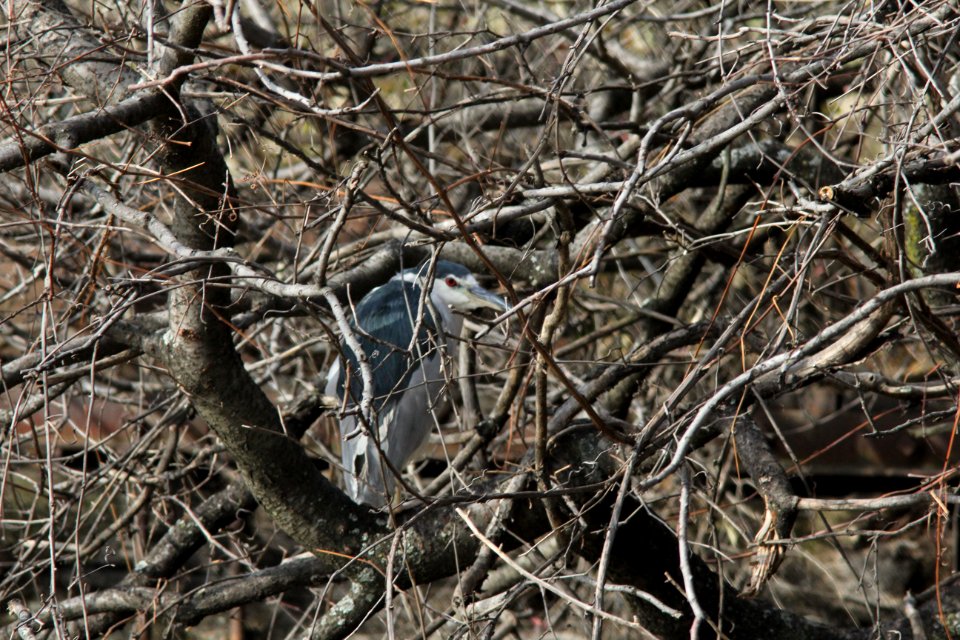 Black-crowned Night-Heron, Cleveland OH, 19 Nov 2011