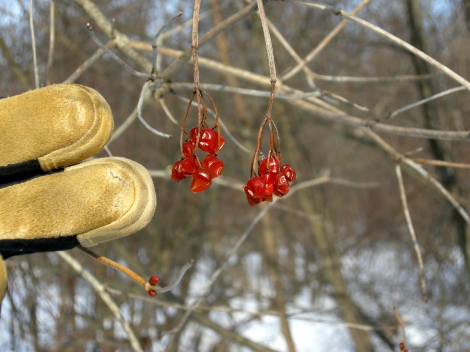 Unknown berry sp.