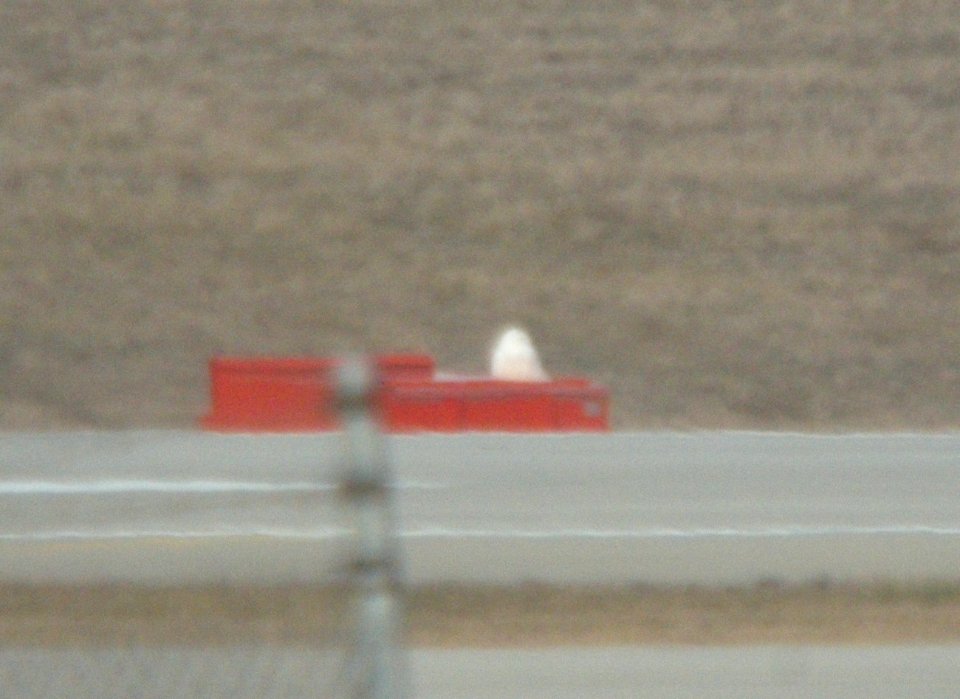 Snowy Owl, Gerald Ford International Airport, Jan 12 2013