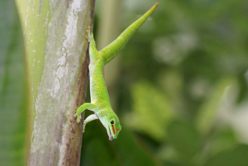 Madagascar gecko pangolin green