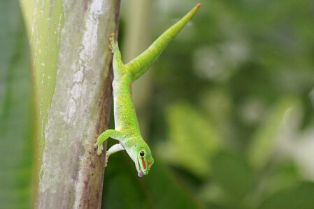 Madagascar gecko pangolin green