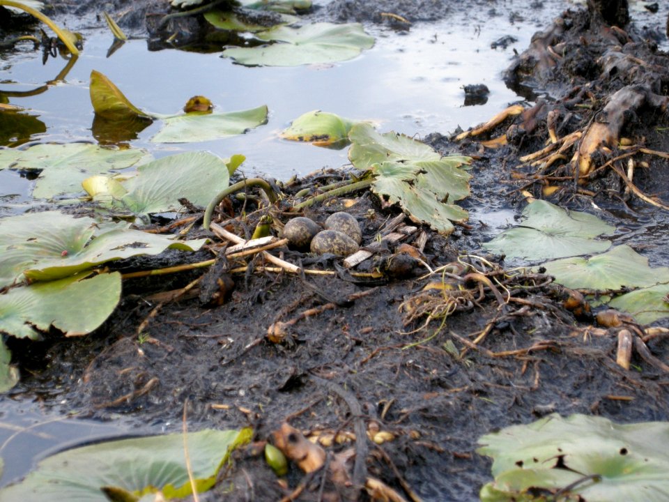 Black Tern nest, Little Mud Lake flooding, Roscommon Co., MI, June 4, 2012