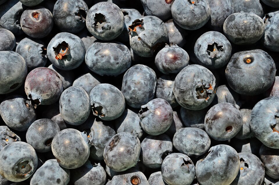 Bilberry nature small fruit