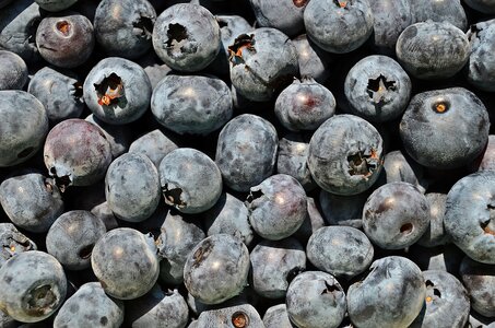 Bilberry nature small fruit