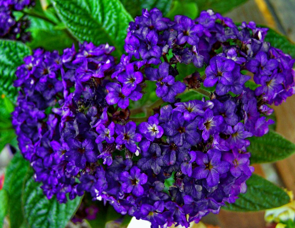 Blue flower flower garden spring