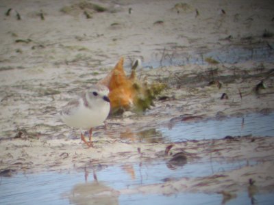 Piping plover in front of conch shell photo