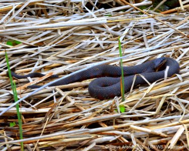 Northern Water Snake (Nerodia sipedon) with young along the dike 06 May 2012
