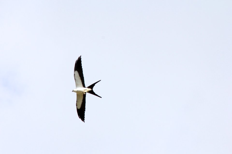 Swallow-tailed Kite, Pasco Co. FL, March 28, 2012