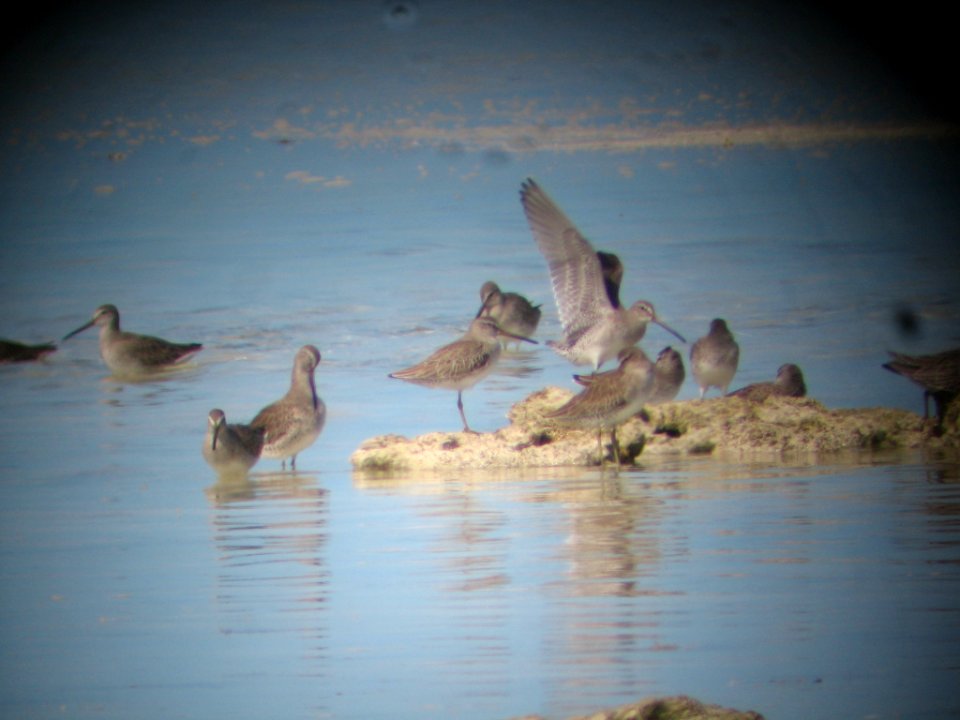 Shorebird flock photo