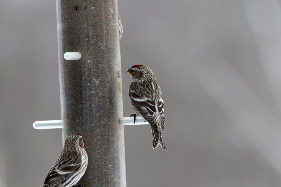 Common Redpoll, Sand Lake MI, March 5, 2012