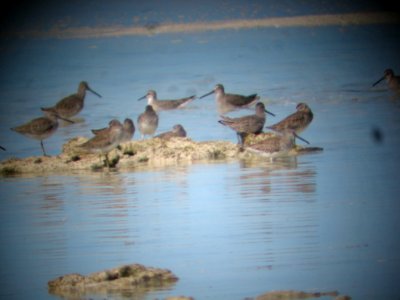Shorebird flock photo