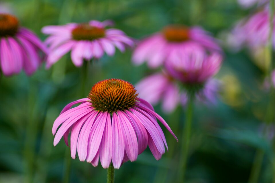 Garden medicinal petals