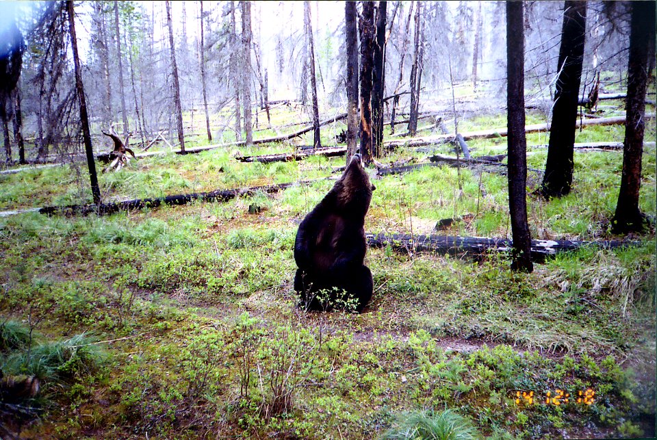 Grizzly bear rubbing on a tree (Northern Divide Grizzly Bear Project)
