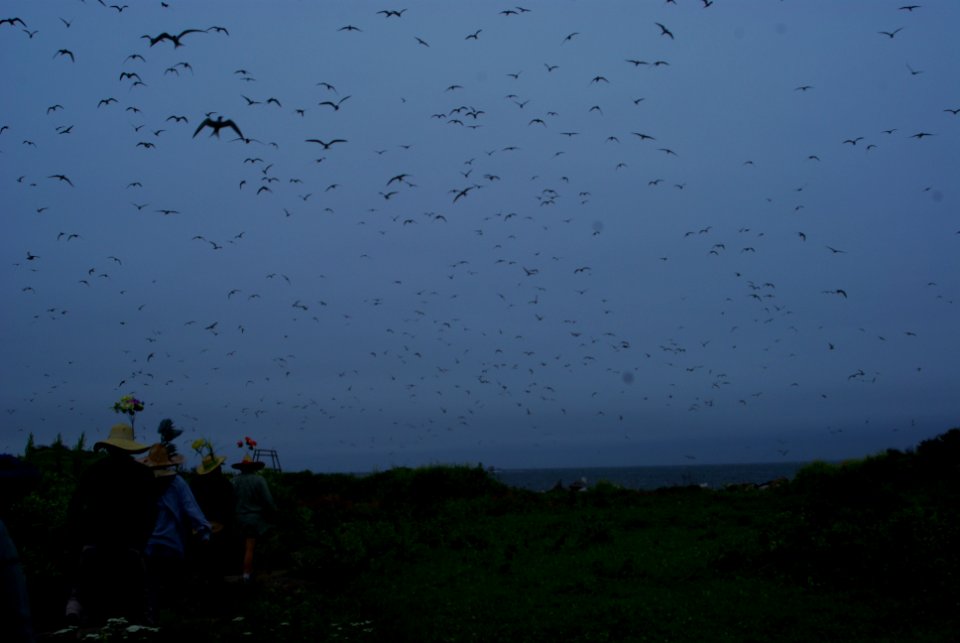 Great Gull Island, NY