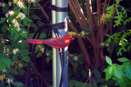 Male Red Bird Cardinal
