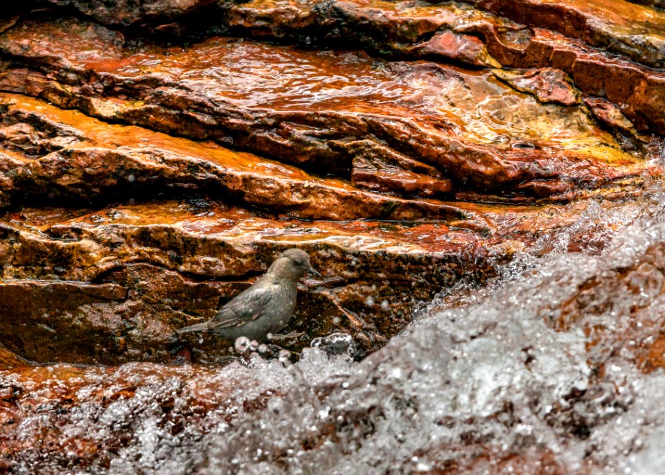 Dipper- Portrait In The Water