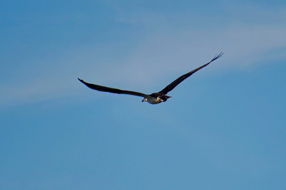 Red Tailed Hawk