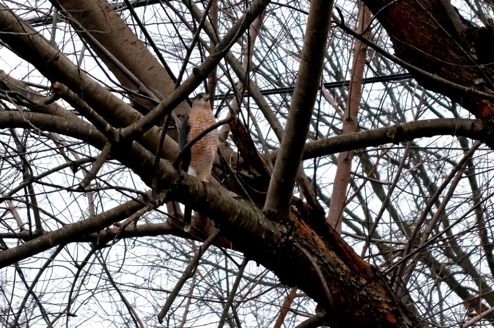 hawk red tailed hawk