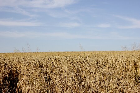 Field crops agriculture harvest