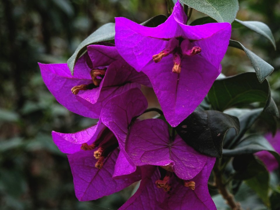 160322-Bougainvillea Macro