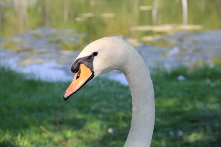Summer close up neck