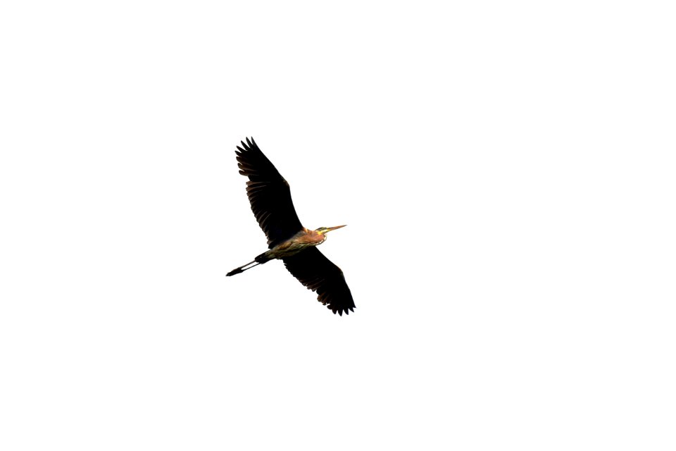 Heron in flight