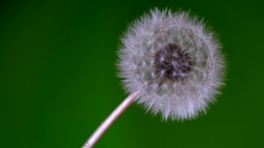 Ensayo de macro con un diente de león