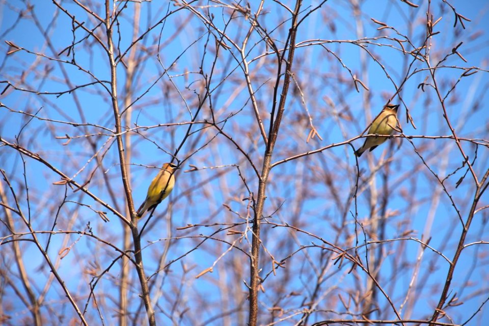 Photo of the Week- Cedar Waxwing