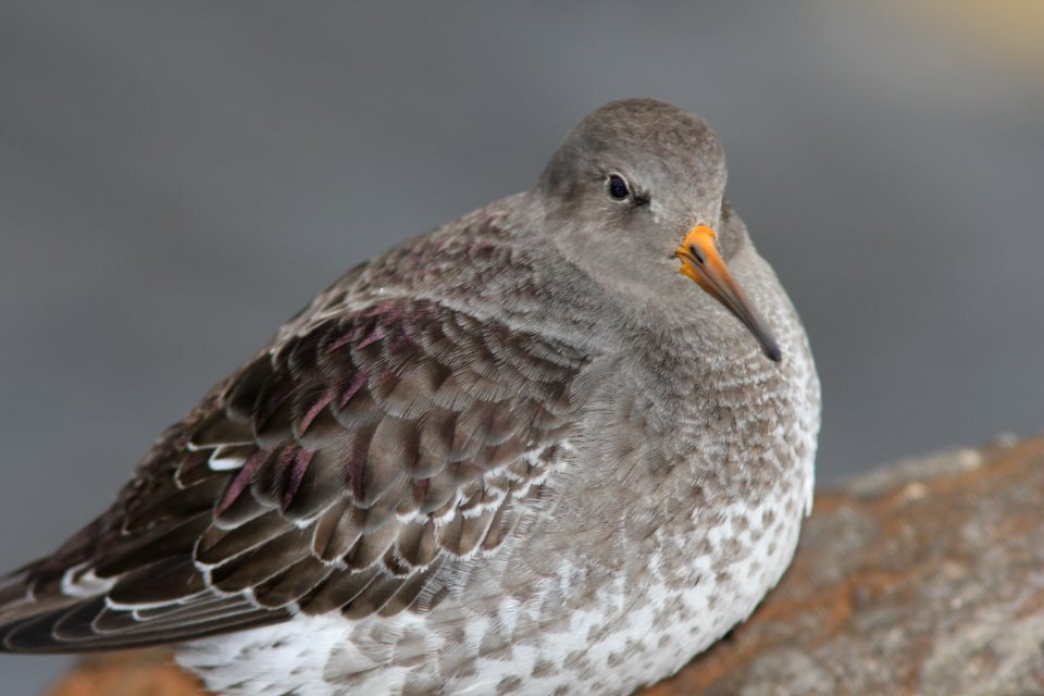 Purple Sandpiper, Muskegon MI, January 7, 2011