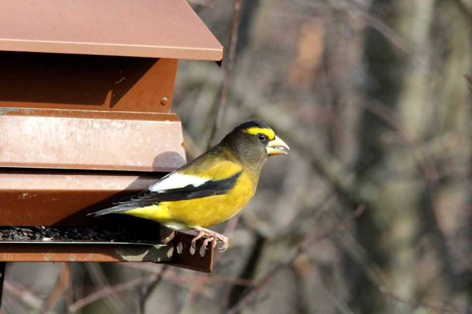 Evening Grosbeak, Whitefish Point, MI