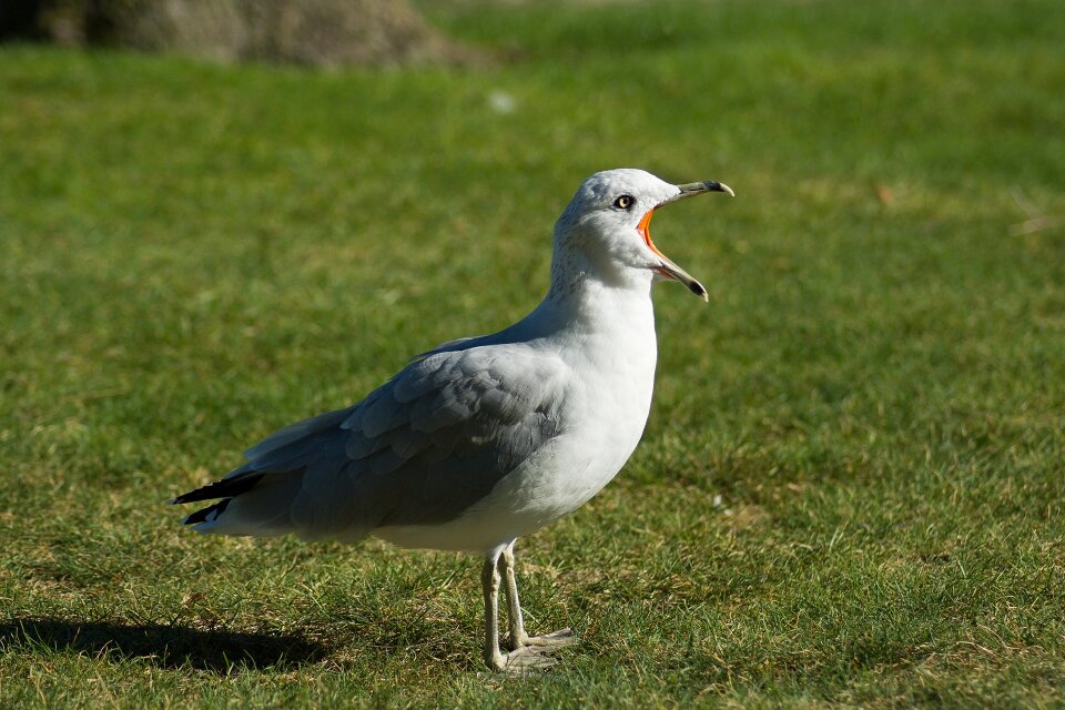 Animal gull wildlife