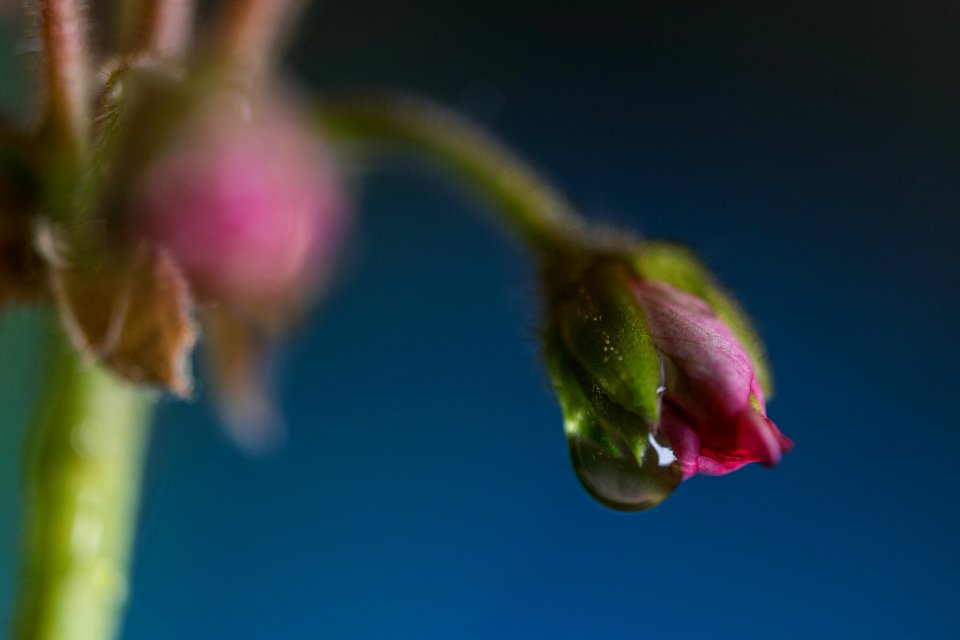 Estudios en Macro II (geranio rosa)