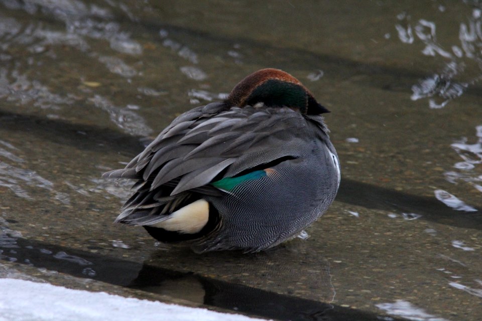 Green-winged Teal, Riverside Park, Grand Rapids, MI, Feb 14, 2012