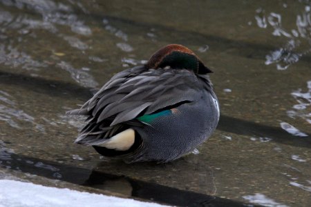 Green-winged Teal, Riverside Park, Grand Rapids, MI, Feb 14, 2012