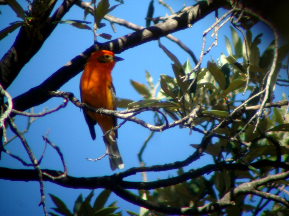 Flame-colored Tanager, Madera Canyon, AZ, May 11, 2008