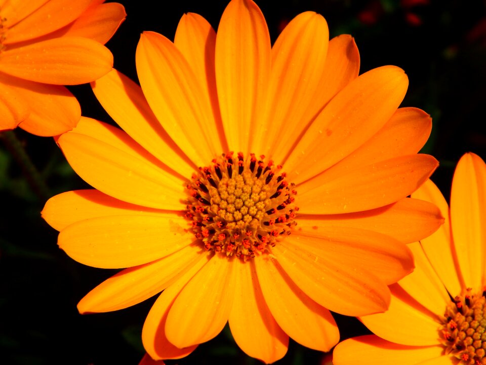 Bloom close up yellow