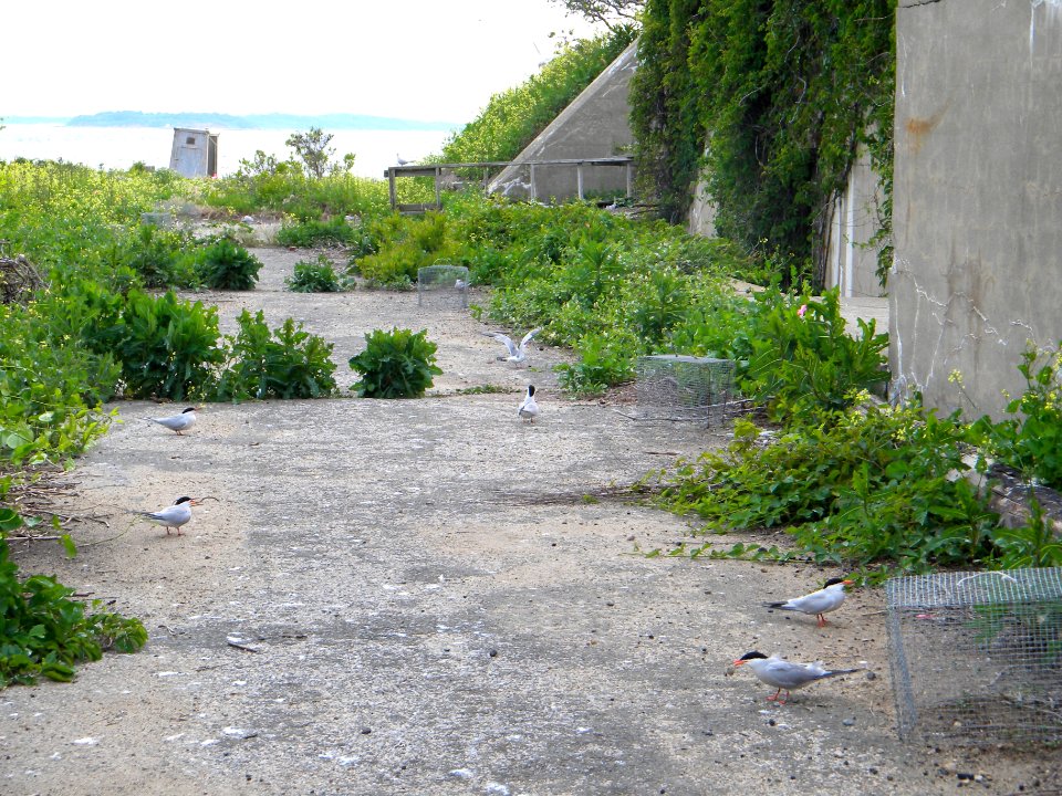 Great Gull Island, NY