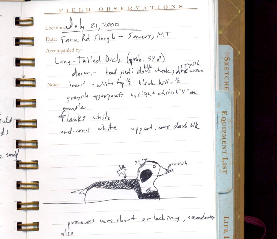 Long-tailed Duck, Somers, MT, July 21, 2001