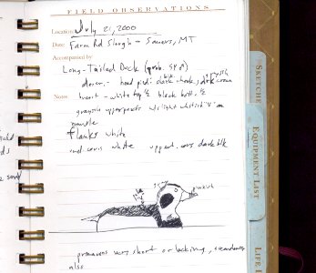 Long-tailed Duck, Somers, MT, July 21, 2001
