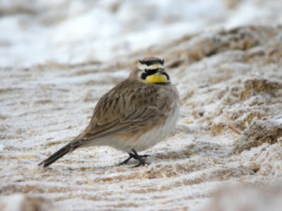 Horned Lark