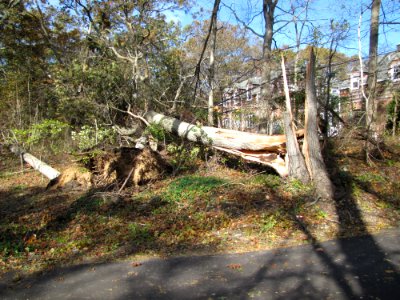 Power line damage at Target Rock National Wildlife Refuge (NY)