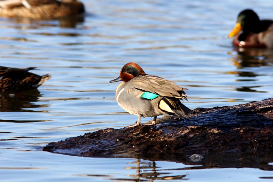 Green-winged Teal, Riverside Park, Grand Rapids MI, Feb 5, 2012