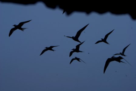 Great Gull Island, NY