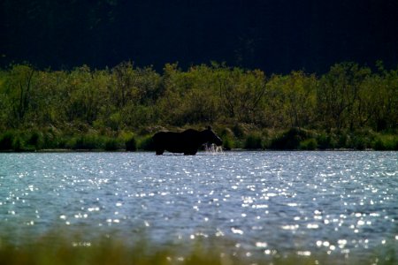 Moose at Kootenai Lakes photo