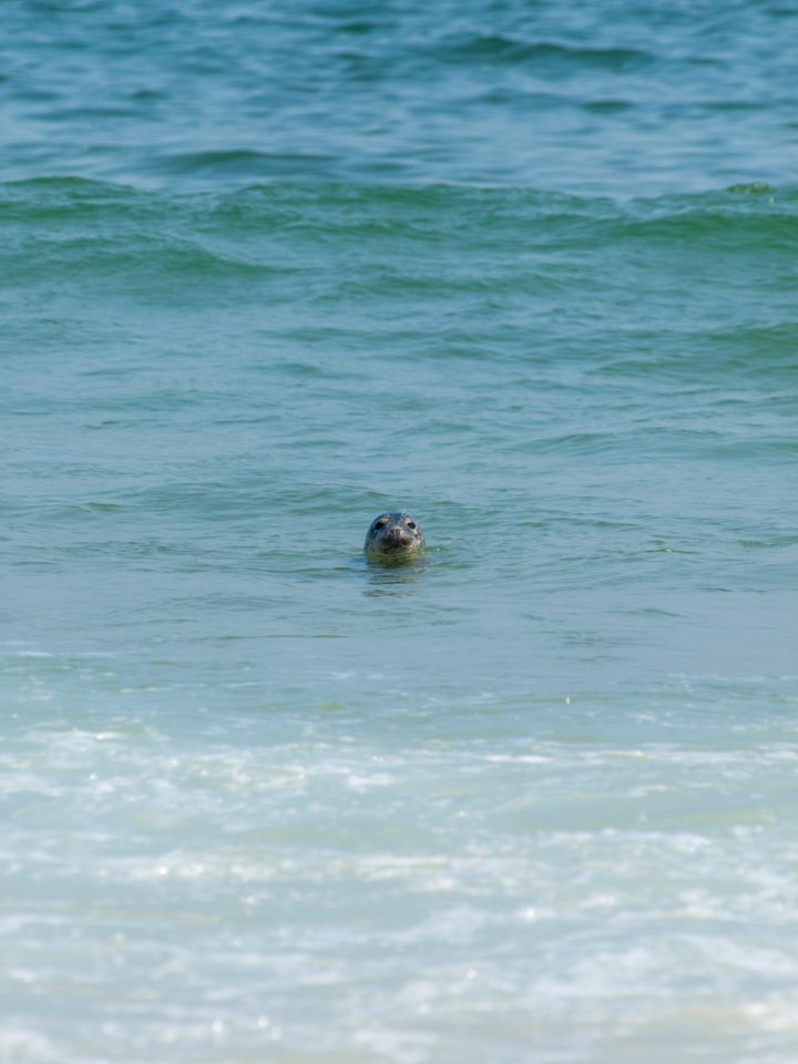 Harbor Seal