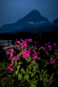 Lewis' Monkeyflower - Mimulus lewisii