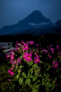 Lewis' Monkeyflower - Mimulus lewisii photo